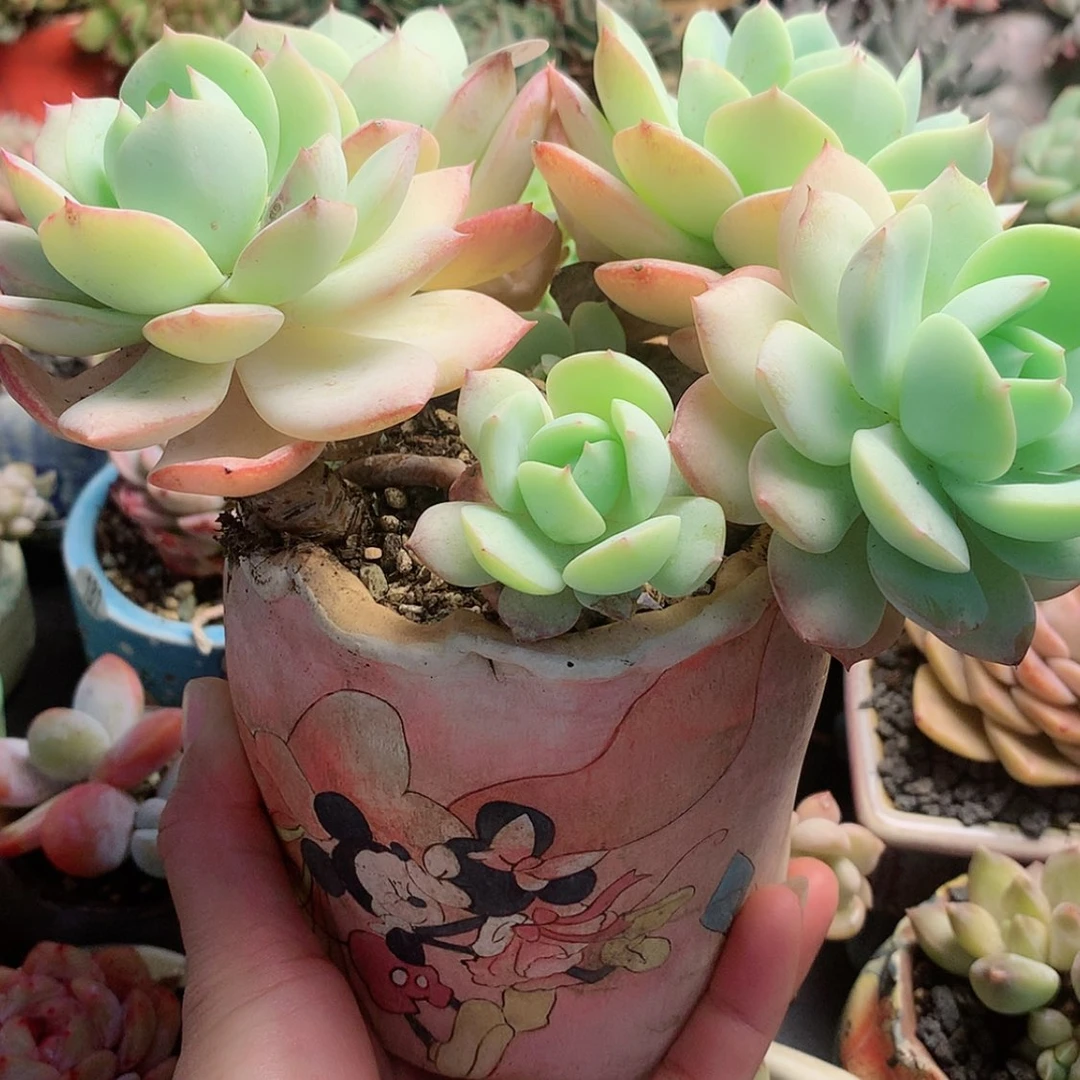 【闪购商品】7恋曲带盆