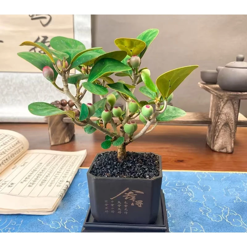 【新疆包邮】小盼菩提植物室内花卉盆景客厅办公室