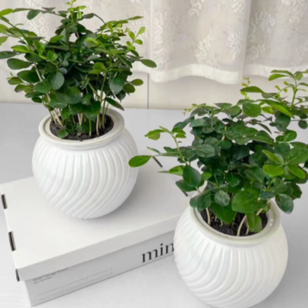 【买一送一】九里香驱蚊浪漫植物观叶花卉绿植办公室开花飘香