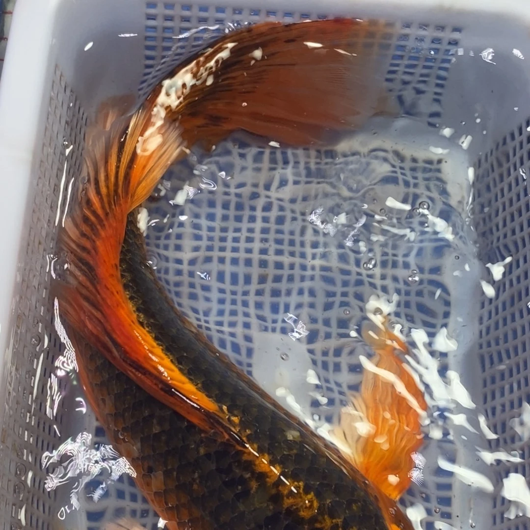 锦鲤冷水锦鲤包邮