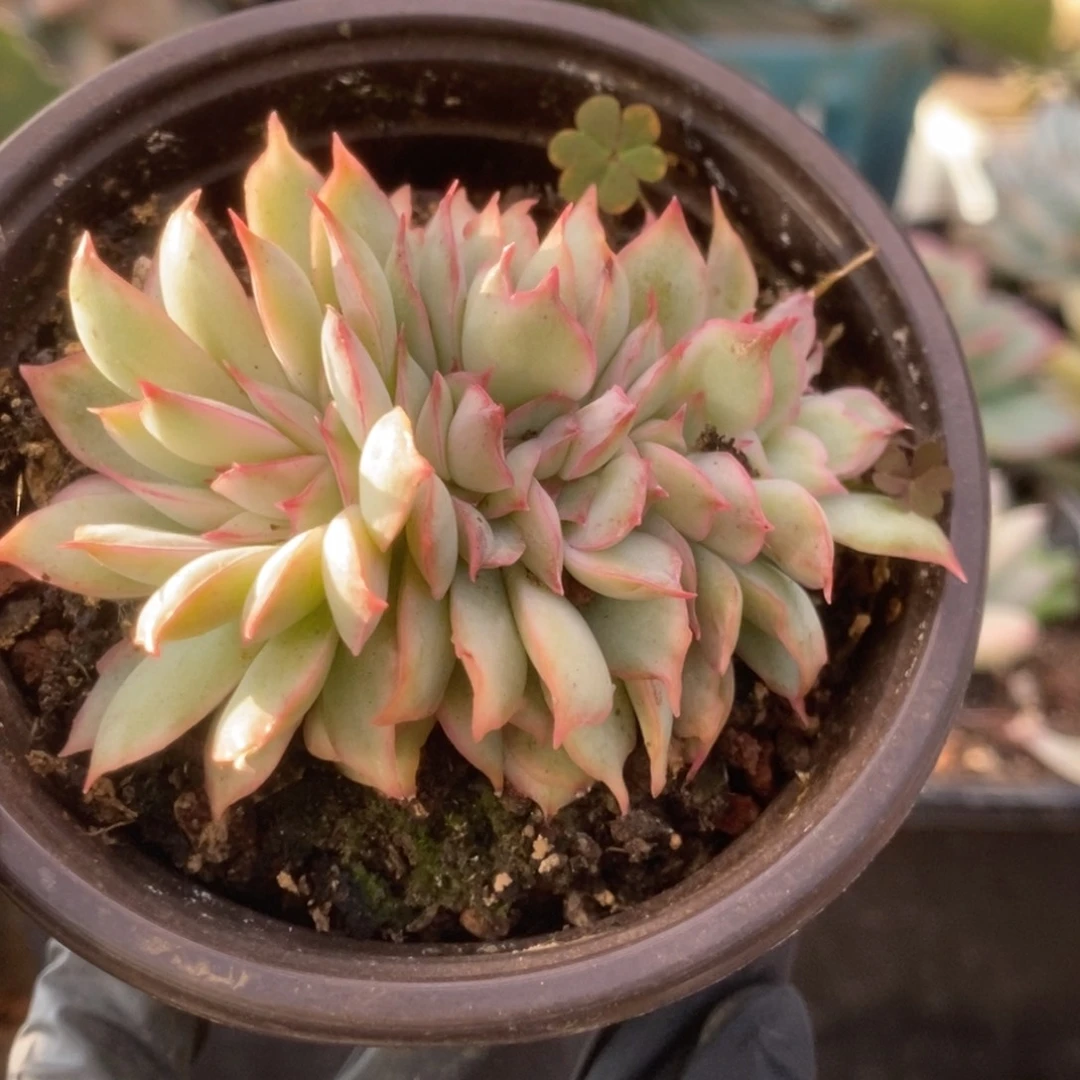 328月光女神缀化锦锦锦