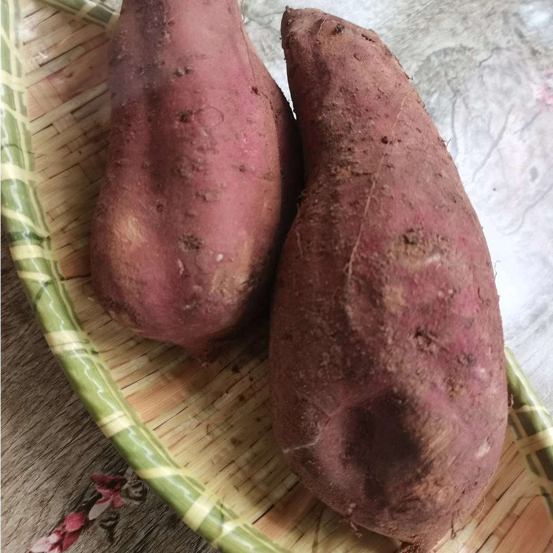 洋县槐树关红泥地土槌红薯白芯