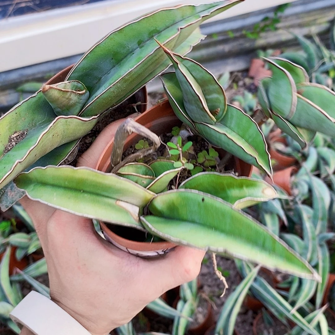 桃***竹8159虎皮兰两盆11