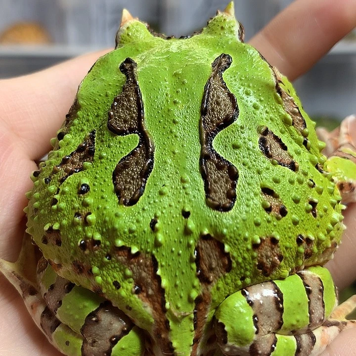 角蛙2557连纹大蝴蝶 母7+