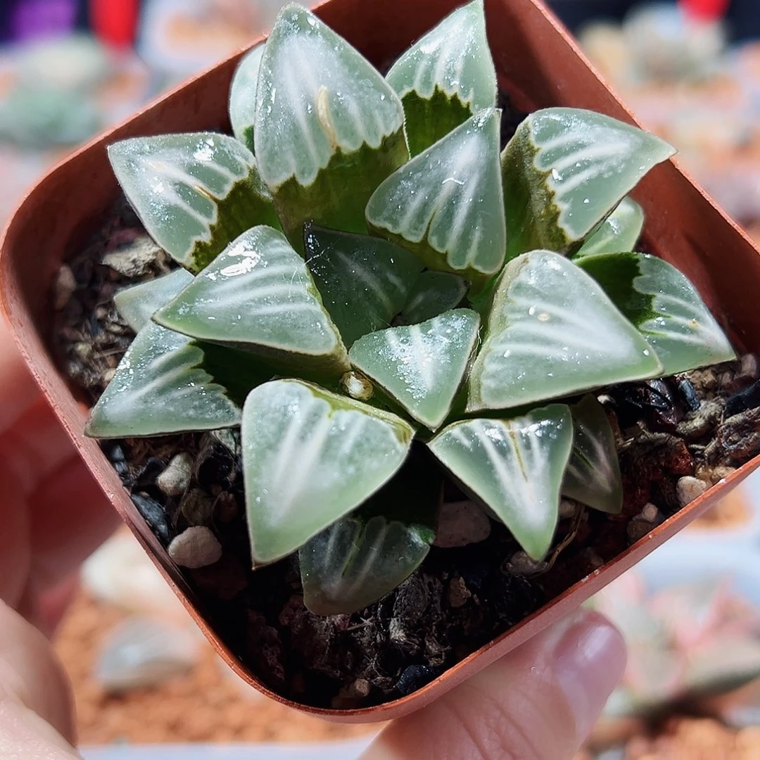 十二卷多肉雾之喷泉