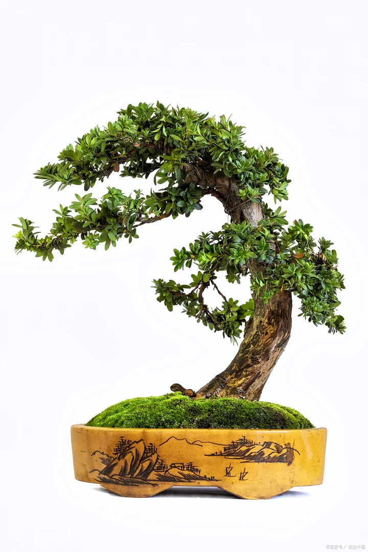 【直播专卖】一物一拍各种植物花木盆栽