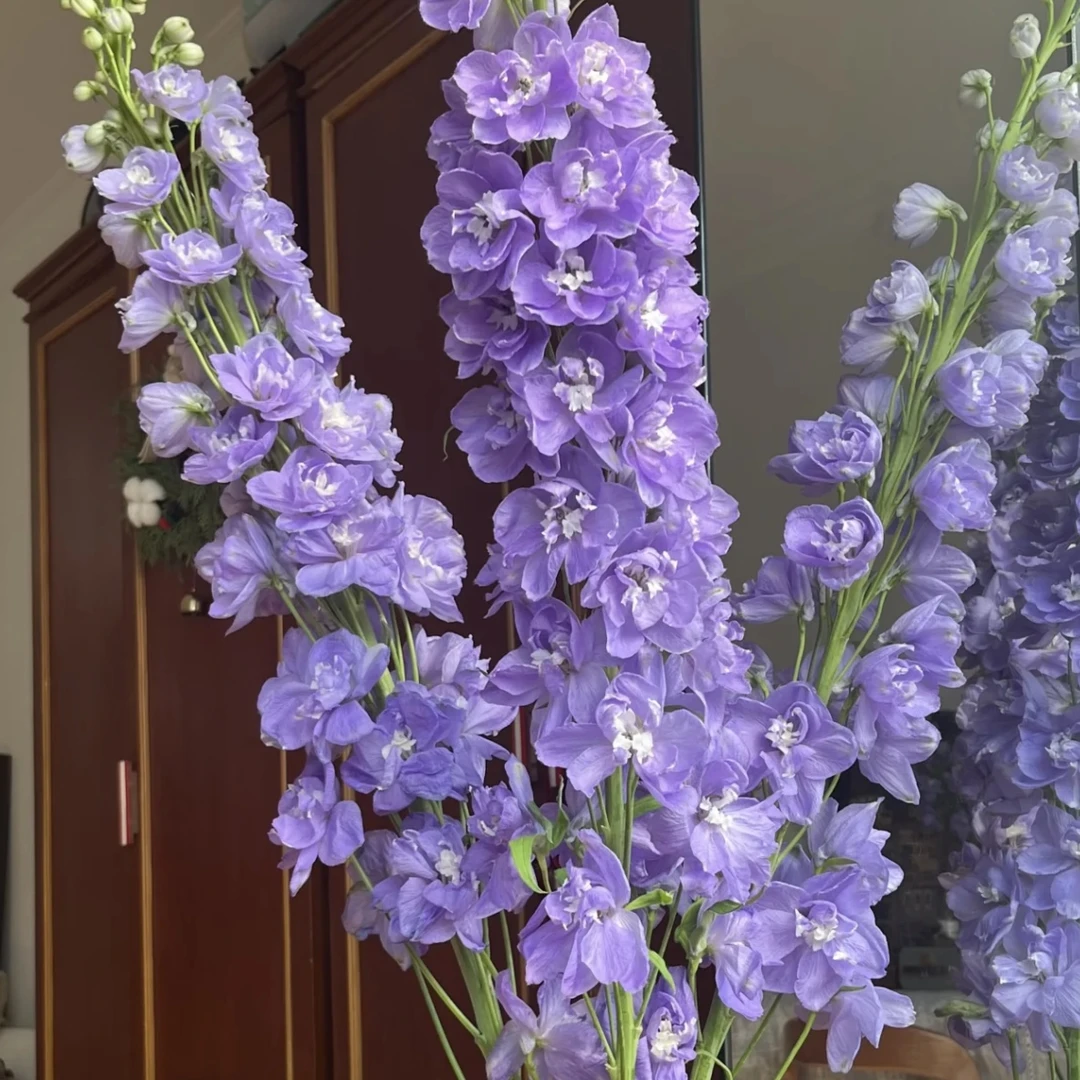 大花飞燕【紫色】盆栽多年生易爆花发货快新手易养护喜阳植物