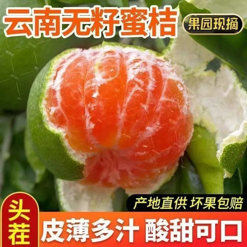 云南青皮无籽蜜桔当季新鲜水果酸甜多汁适合孕妇