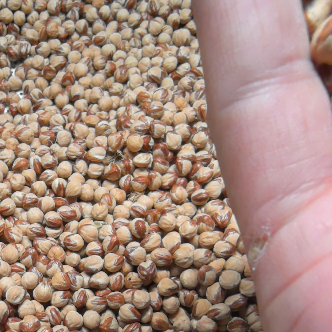 千***肉手串柏香籽/百香籽