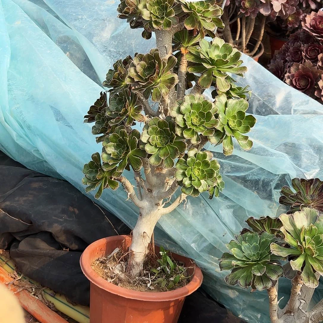 102V锦多肉植物法师