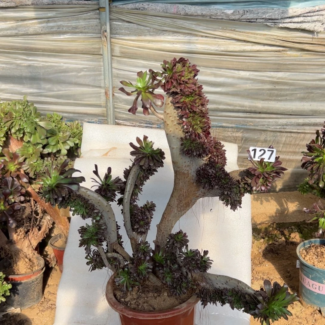 微瑕疵黑缀127宽高43厘米