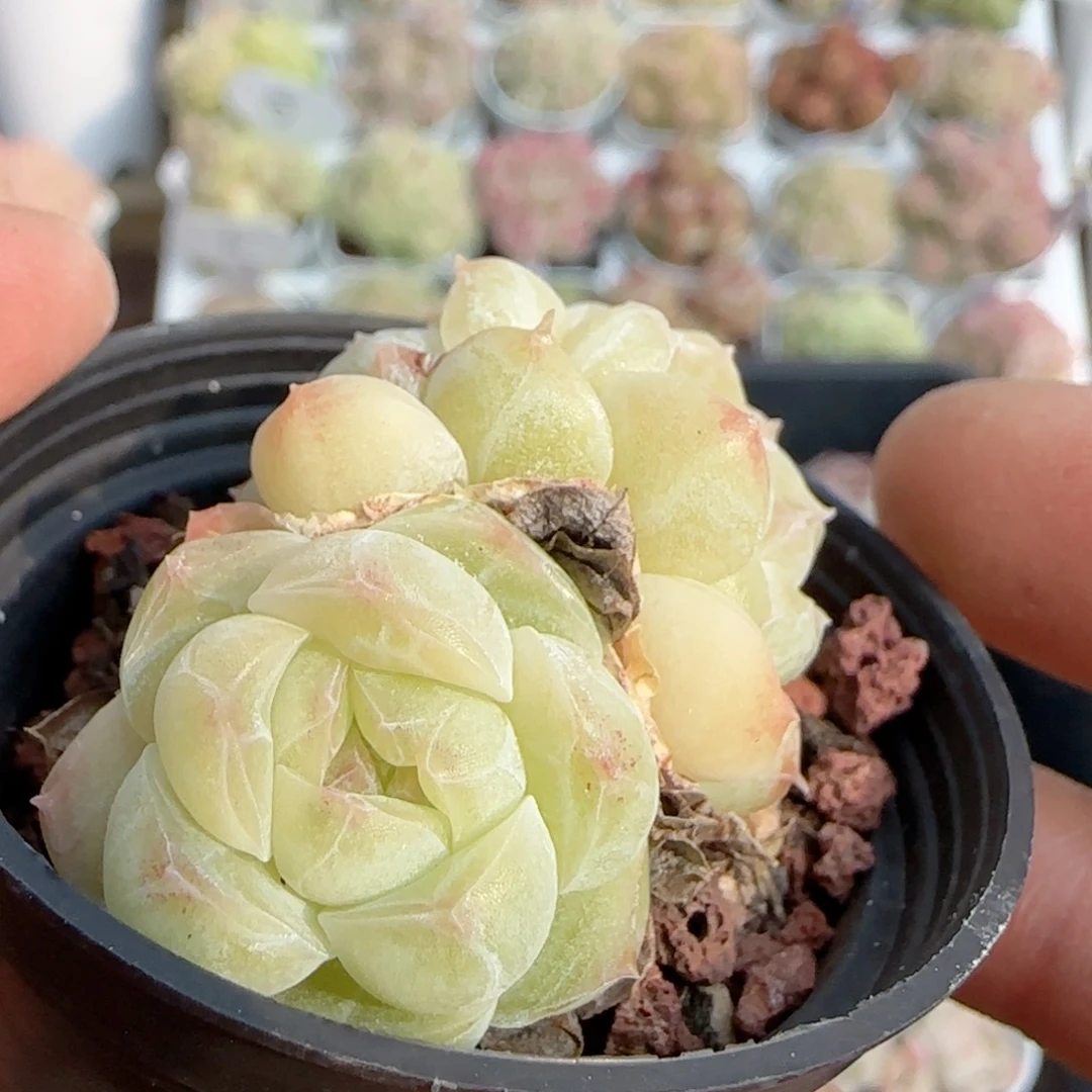 【闪购商品】0118-155糖心