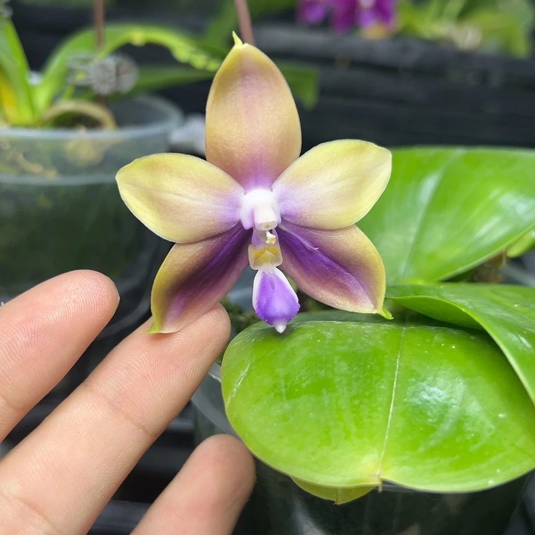 完全开放l571三寸ys1217