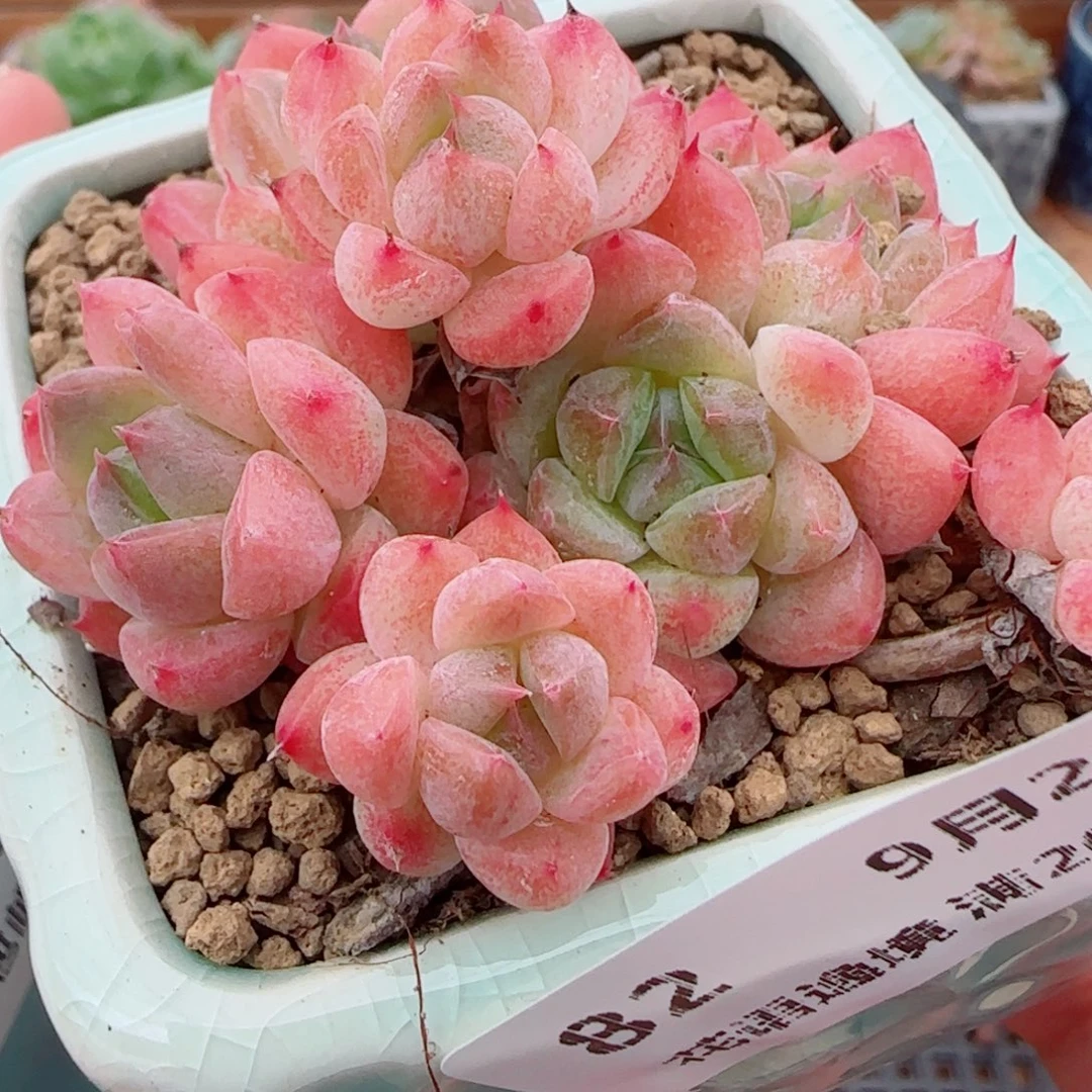 花语逸镜0927-82带盆土