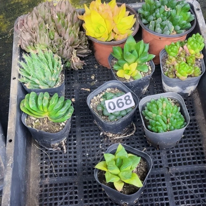 068雨露带盆一物一图如图