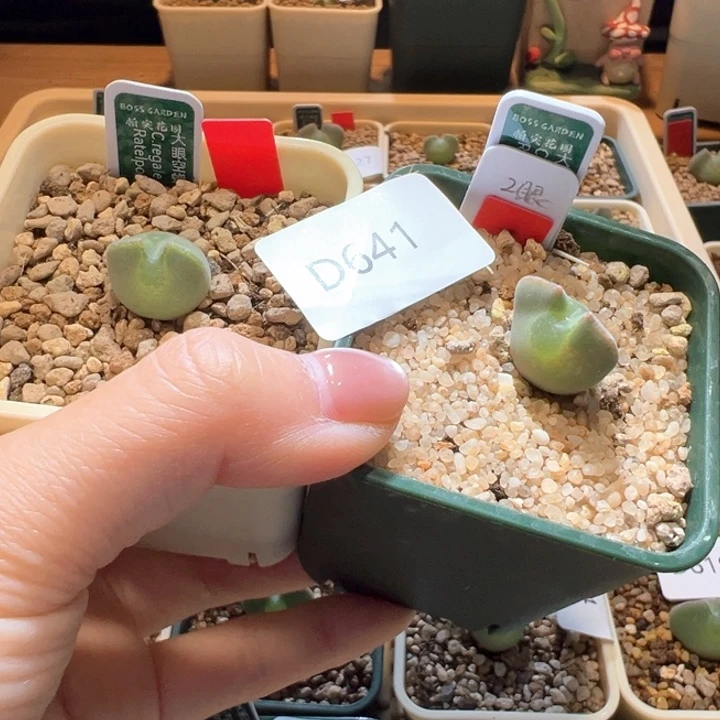 吧****641。青蛙大眼睛 专拍。   狂欢双十一8.5折后价