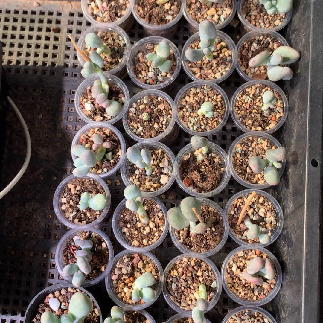 米可奶酪多肉一大堆哈哈哈