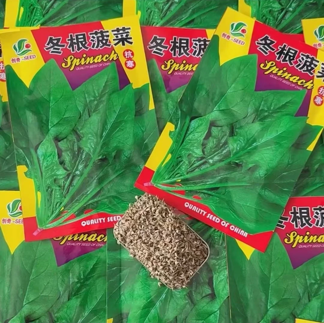 【冬根菠菜种子】耐低温春夏秋均可栽培东北越冬越寒
