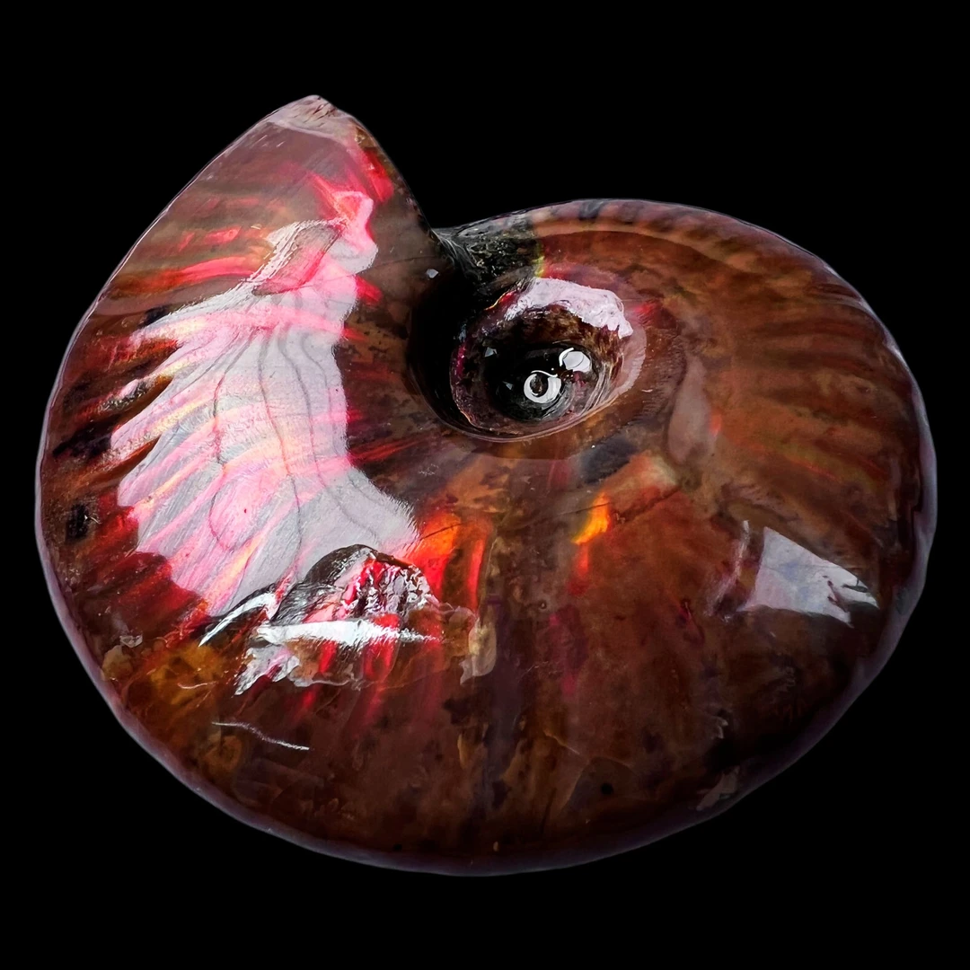 【 叶菊石（火凤凰）】76.4mm 马达加斯加 古贝壳 N-50 创意饰品 A27