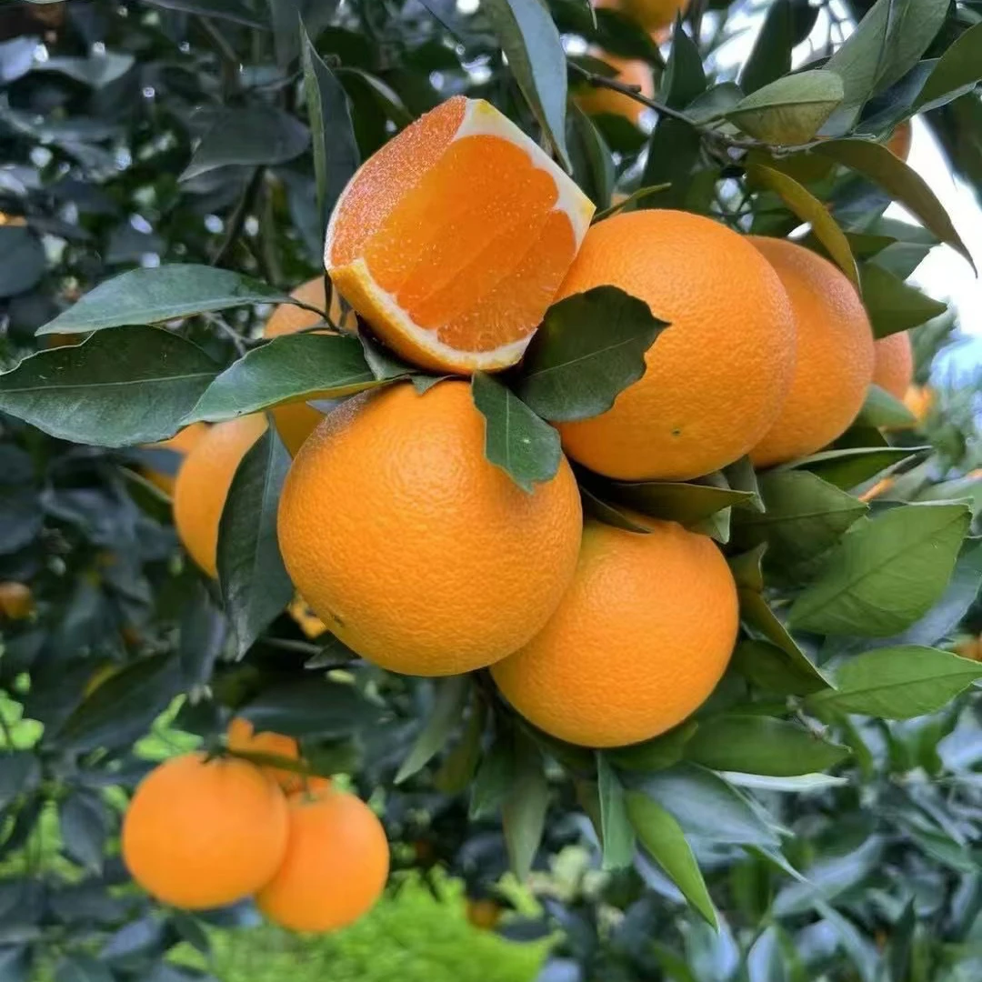 新鲜橙子应季水果秭归九月红果冻橙