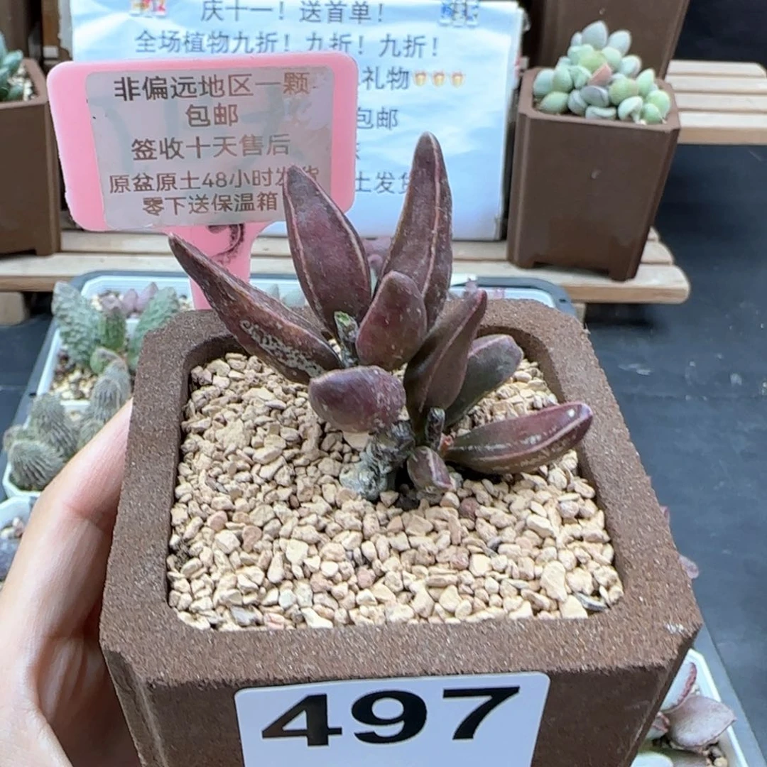 497黑肌楞叶多肉