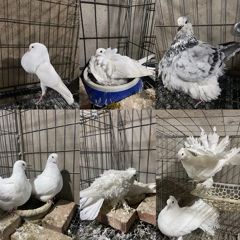 (以直播间实物为准)观赏鸽子 圆环 摩登 活体鸽子 2