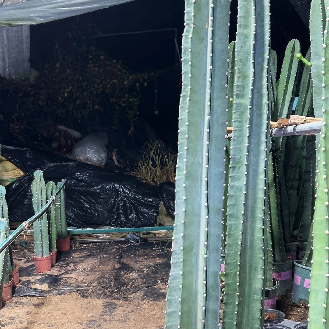 完全开放120公分一等量天尺有根