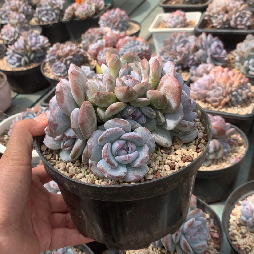 无花朵花花花花花花花花18