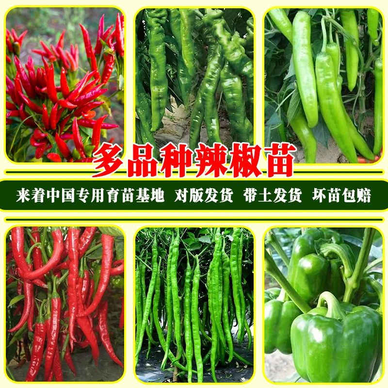 多种辣椒苗朝天椒杭椒小米辣薄皮椒牛角椒螺丝椒线椒甜椒苗高产值