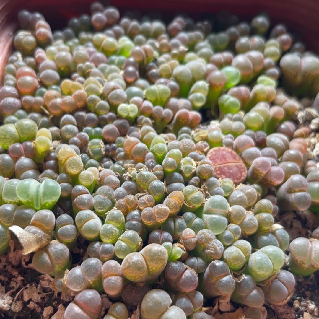 五彩大盆风铃更新～1