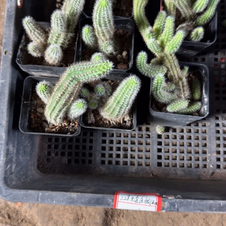 243无名白檀徒长脱土发货掉侧牙无售后，20包邮