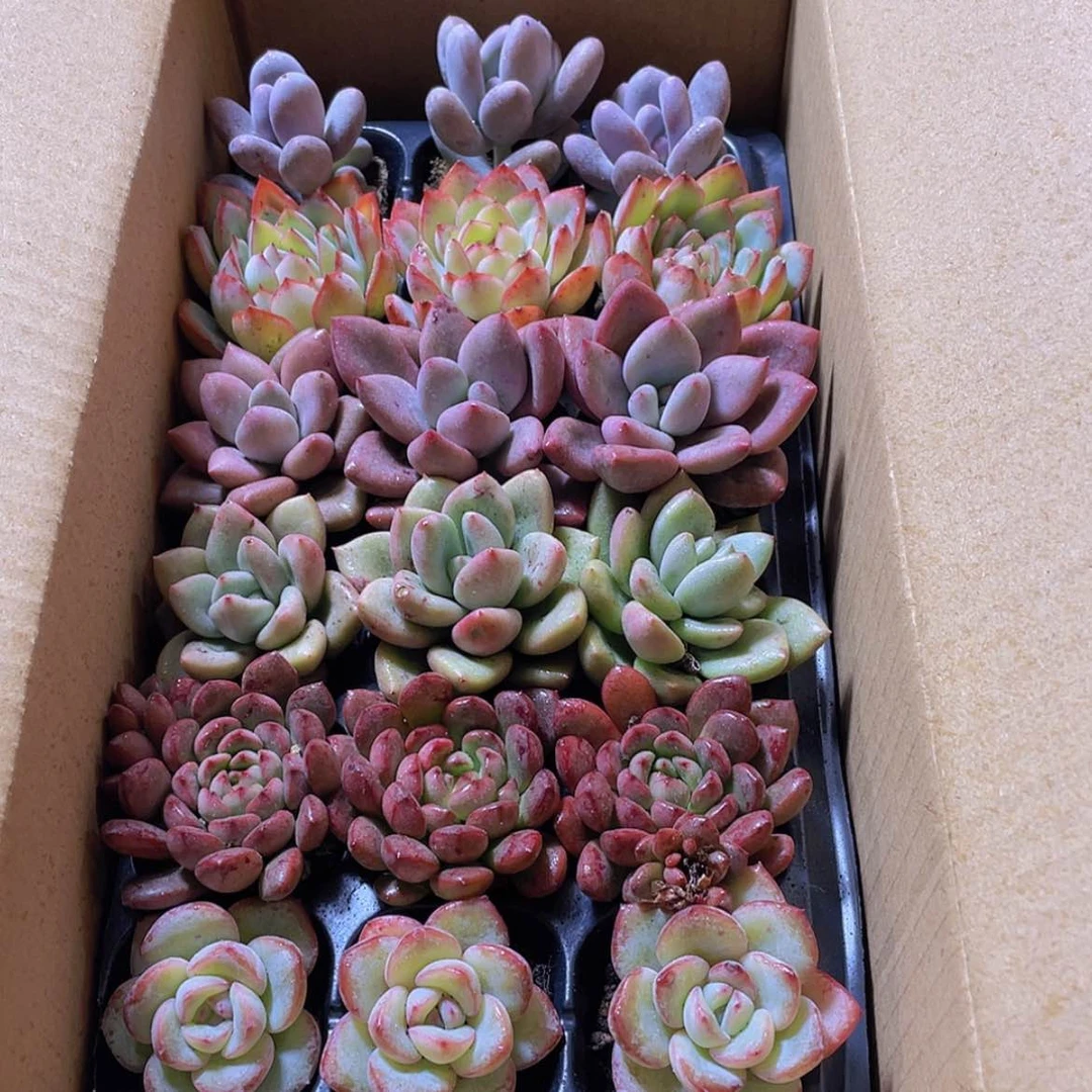 【闪购商品】18颗-151