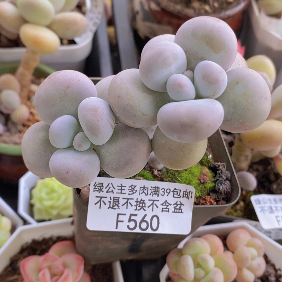 芭比奶洛6cm560多肉植物