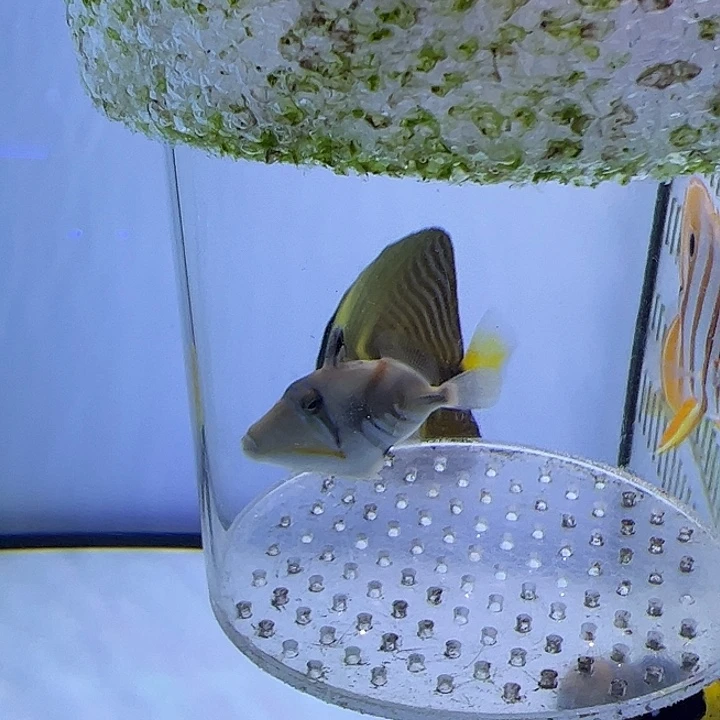 海水鱼鸳鸯小炮弹 4-5cm