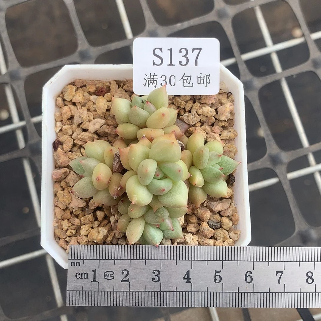 象牙五头群生捧花冠服5.5