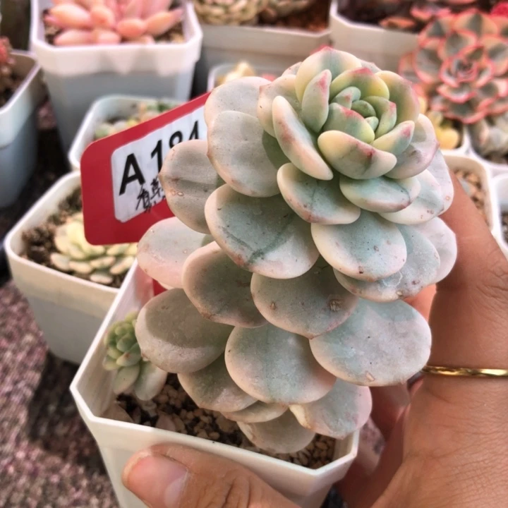 香草锦双头有根有