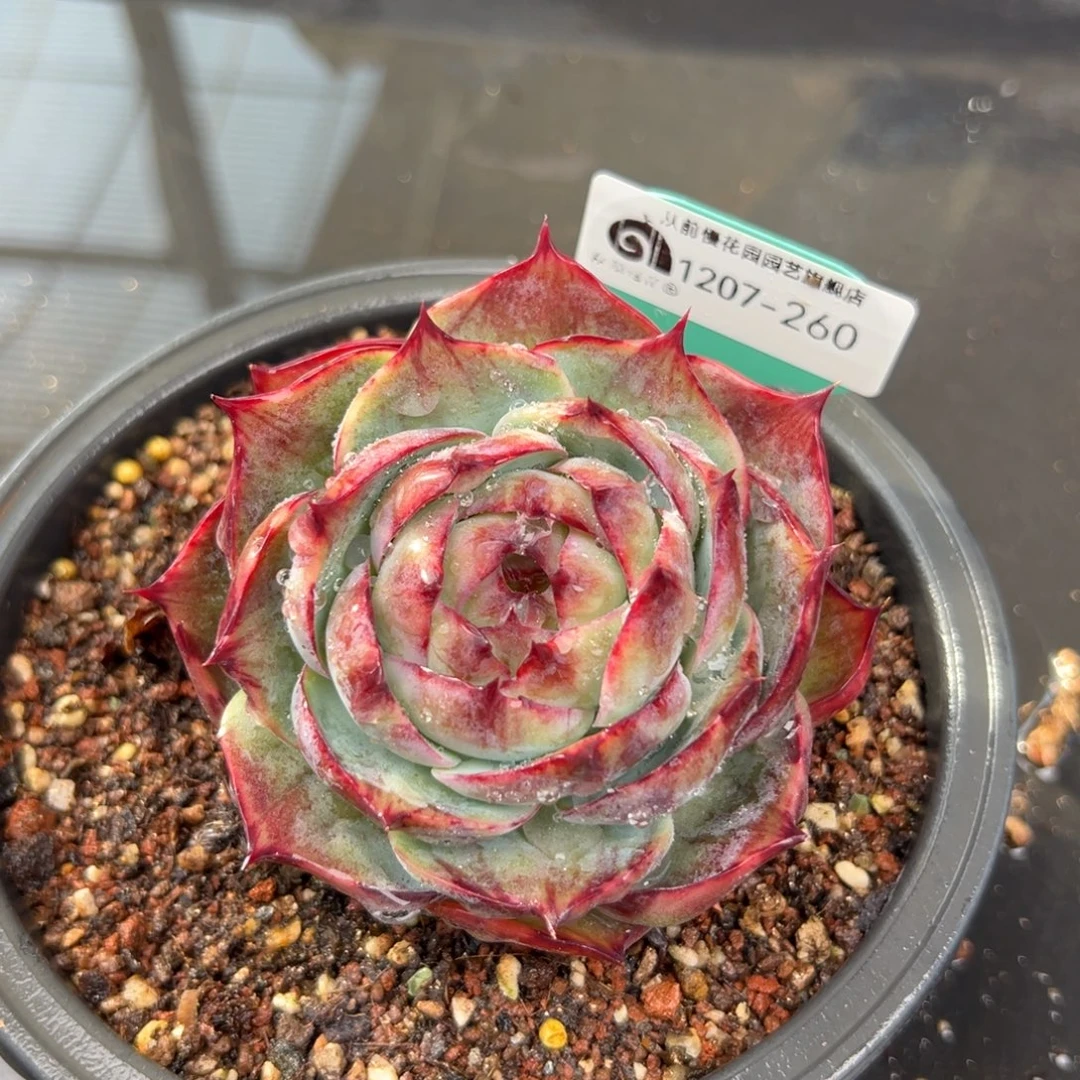 从前慢花园多肉编号1207-260