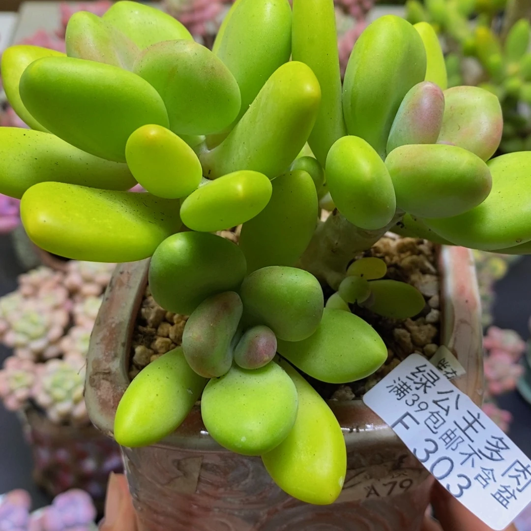 303芒果奶10cm多肉