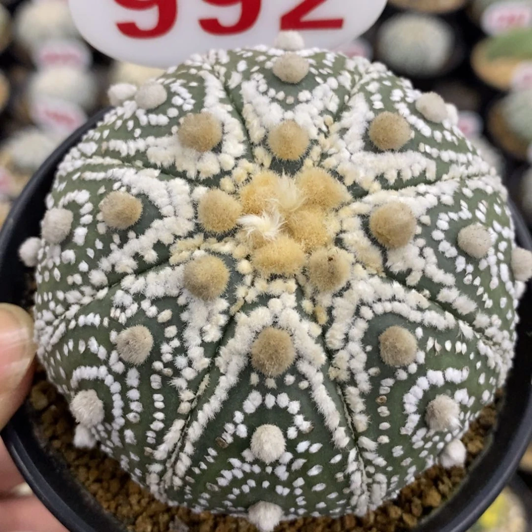 992海星体目玉花园基因兜