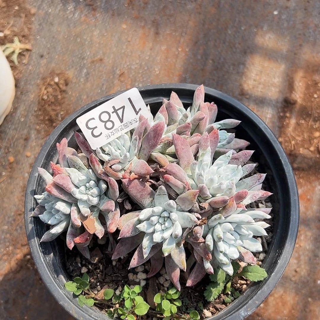 白姆仙女杯多肉。