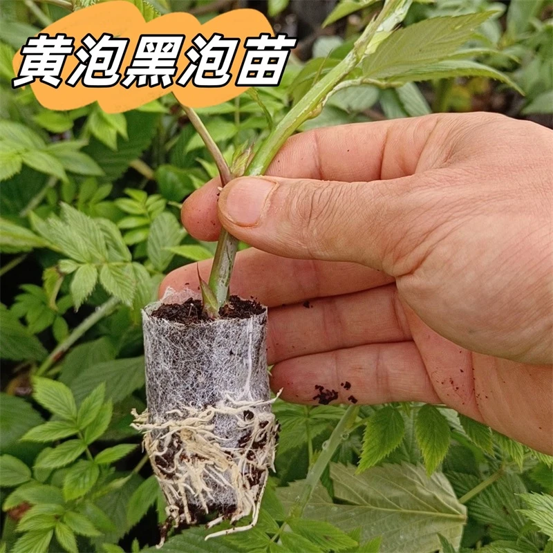 云南新品食用无刺黄泡黑泡无纺布袋苗易养活庭院攀爬植物当年结果