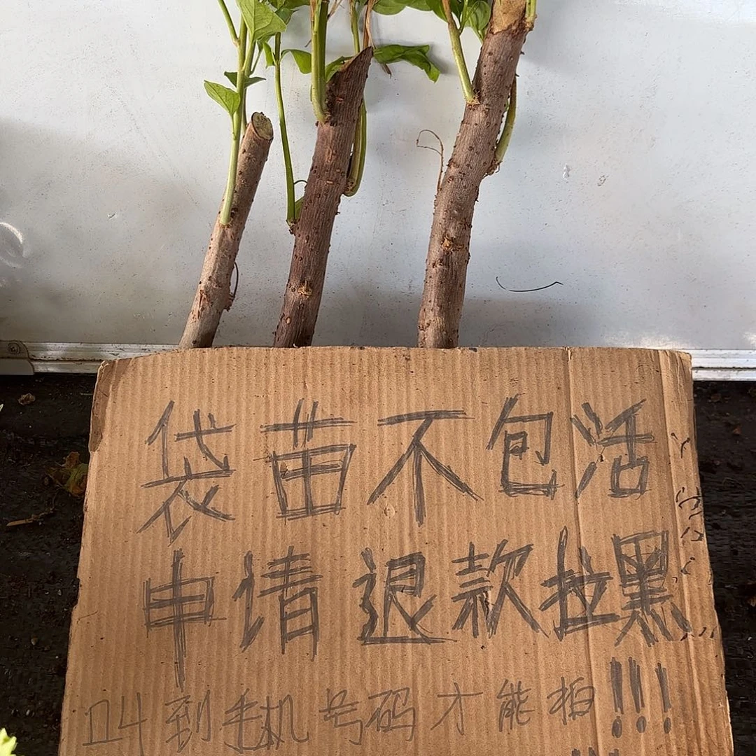 x***o无花朵袋苗不包活三颗