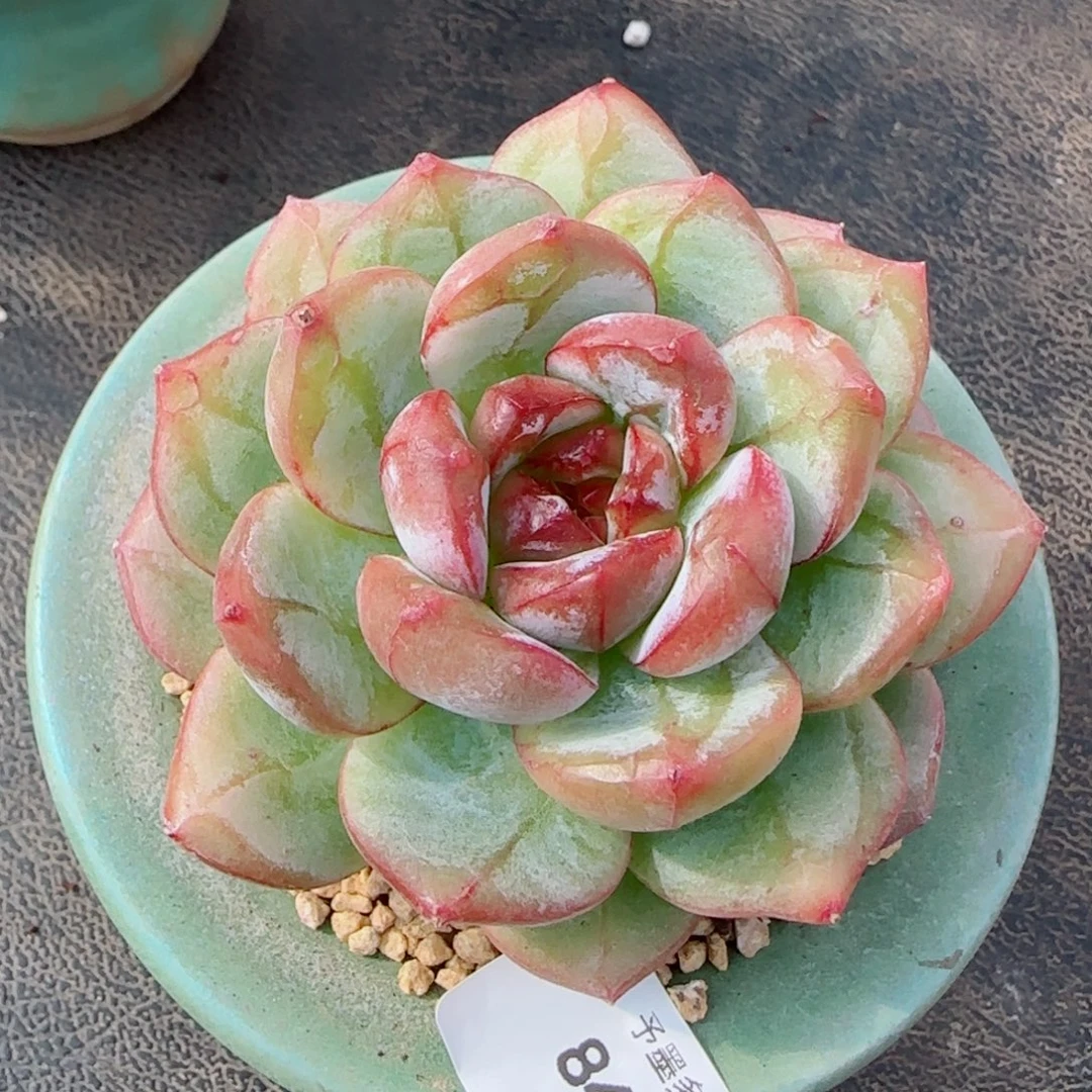 雪色浪漫，8400多肉植物