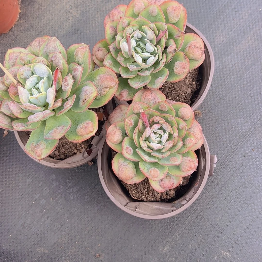 雨滴大单头老桩特价三盆