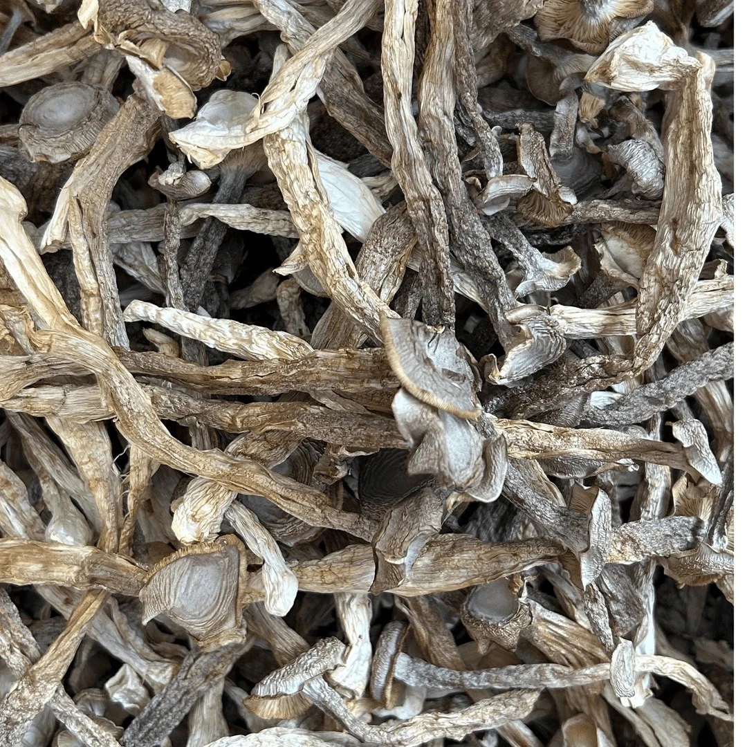 【250g,500g装】贵州高山农家自种鹿茸菇