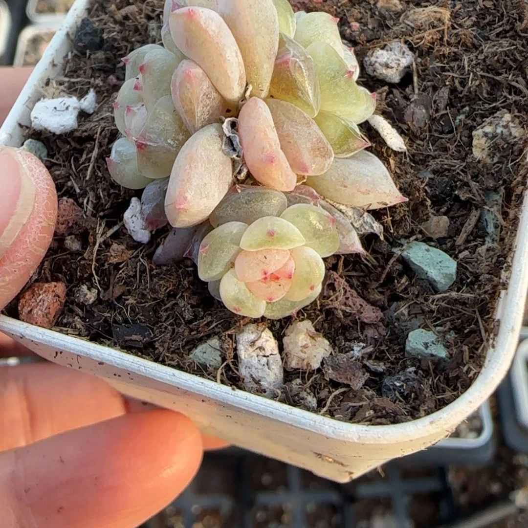 多肉小卡拉米糖心一物一拍