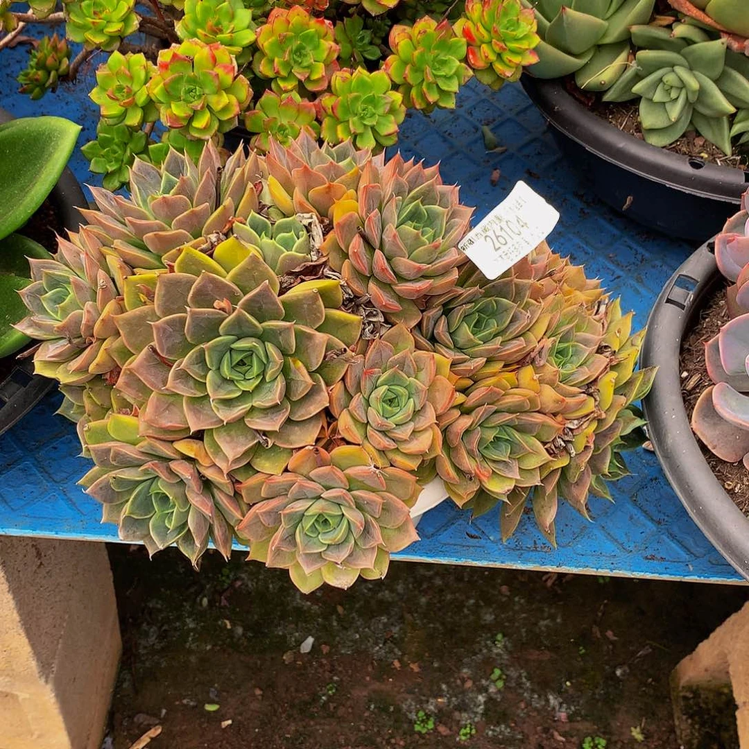 书***书    红玫瑰多肉26104