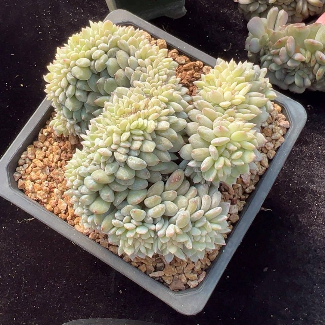 新年快乐 新年快乐