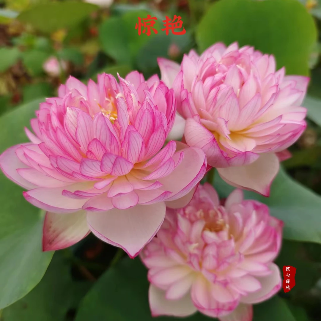 惊艳【匠心莲苑】小型碗莲 用25厘米内径盆种植