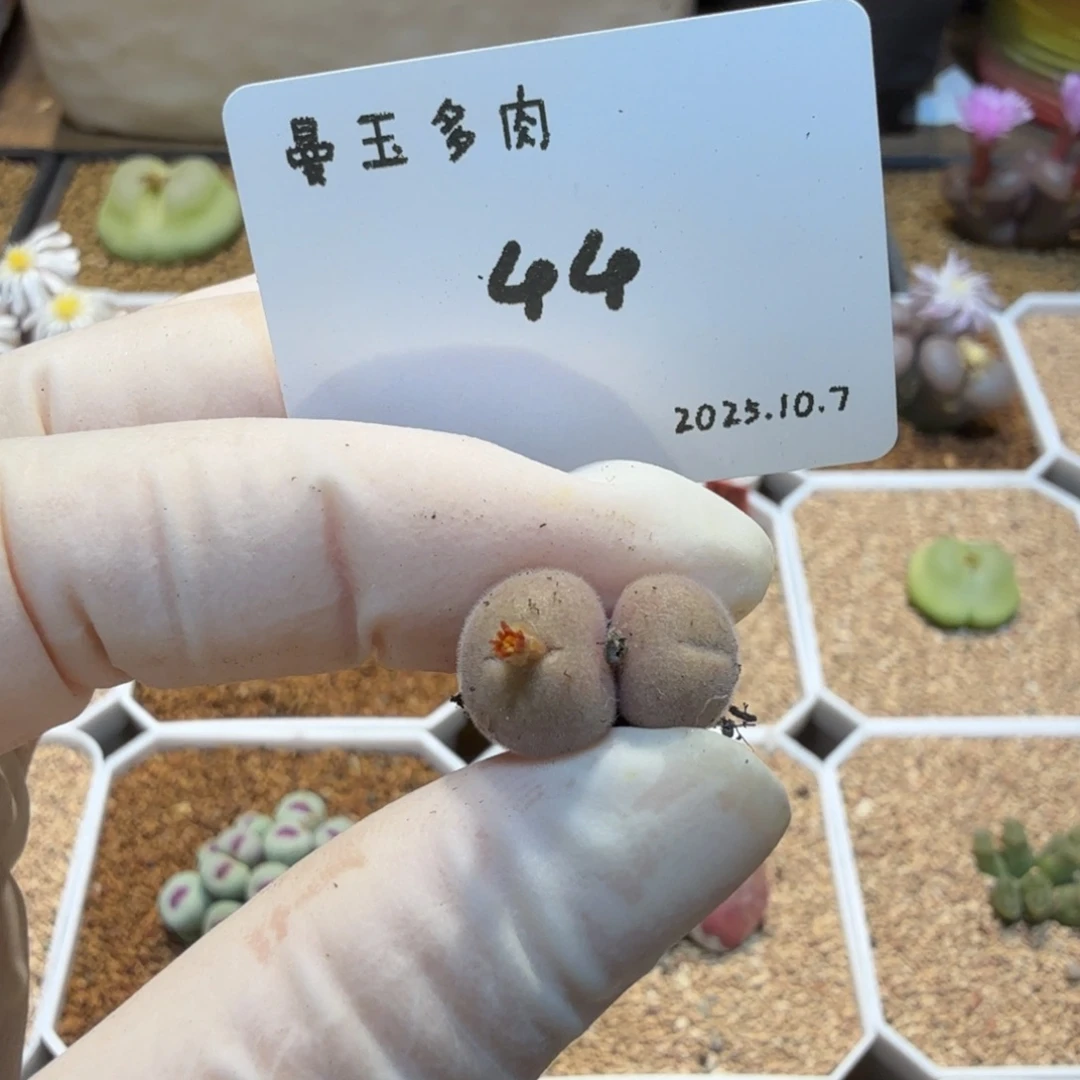 多肉多肉多肉10.7-044 D毛球